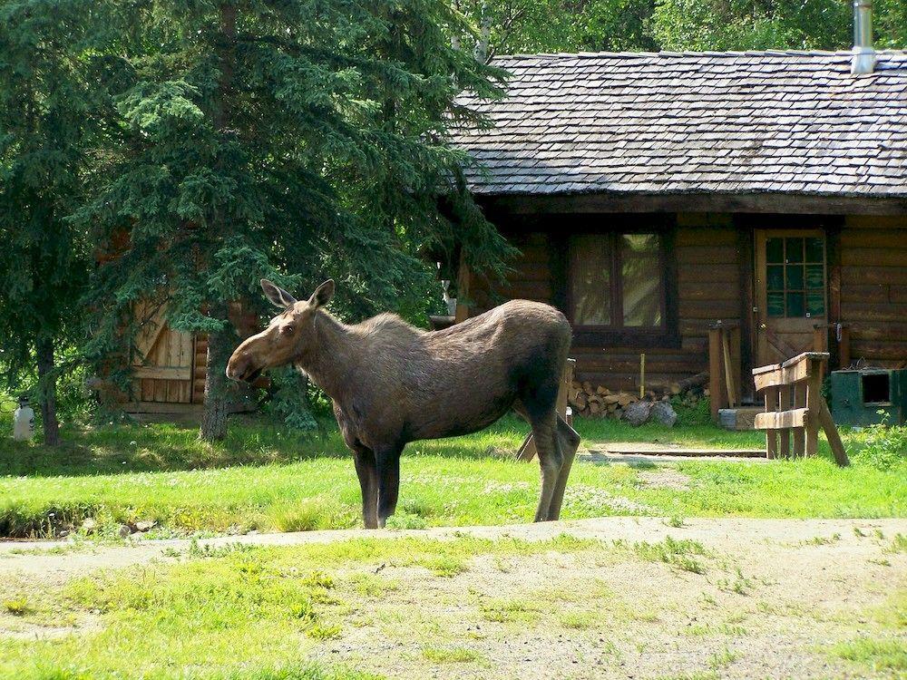Chena Hot Springs Resort แฟร์แบงค์ส ภายนอก รูปภาพ
